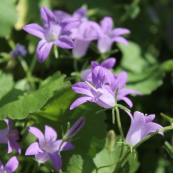 Dalmatiner Polster-Glockenblume  (Samen)