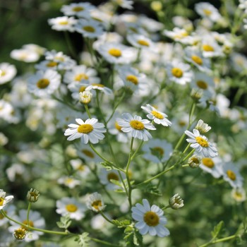 Dalmatinische Insektenblume (Samen)