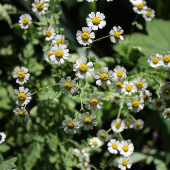 Dalmatinische Insektenblume (Samen)