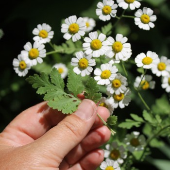 Dalmatinische Insektenblume (Samen)