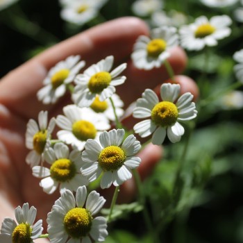 Dalmatinische Insektenblume