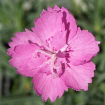 Pfingstnelke (Samen)