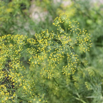 Dill Ambrozja (Samen)