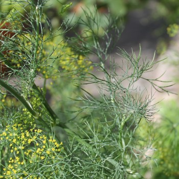 Dill Ambrozja (Samen)