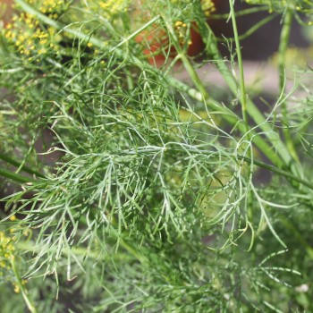 Dill Ambrozja (Samen)