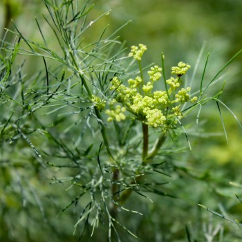Dill Compact (Samen)