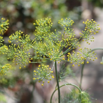 Dill Compact (Samen)