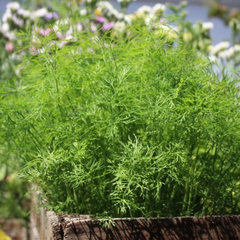Dill Compact (Samen)