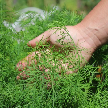 Dill Compact (Samen)