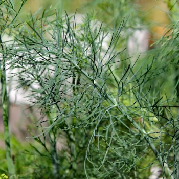 Dill Compact (Samen)