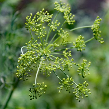 Dill Compact (Samen)