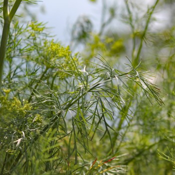 Dill Compact (Samen)
