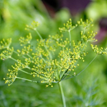 Dill Vierling (Samen)