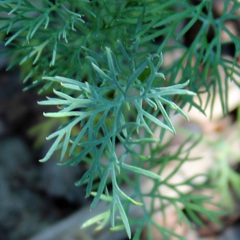 Dill Vierling (Samen)