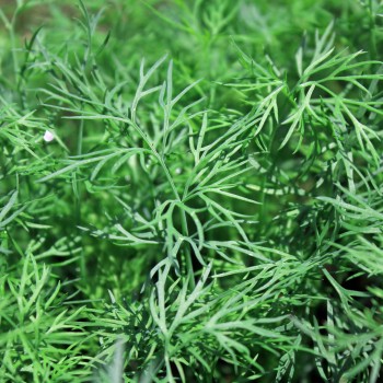 Dill Vierling (Samen)