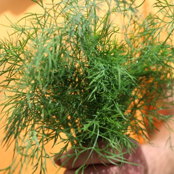 Dill Vierling (Samen)