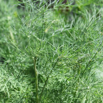 Dill Vierling (Samen)