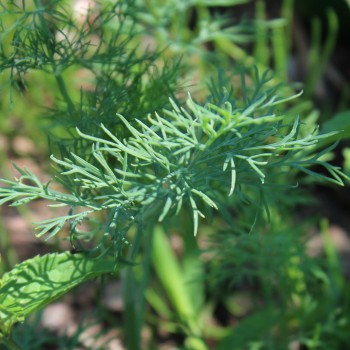 Dill Vierling (Samen)