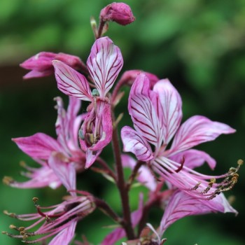 Diptam rosa (Samen)