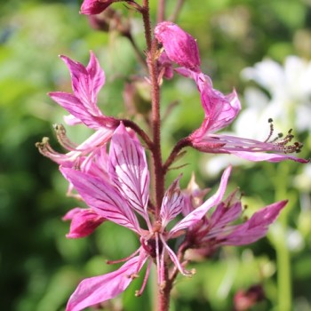 Diptam rosa (Samen)