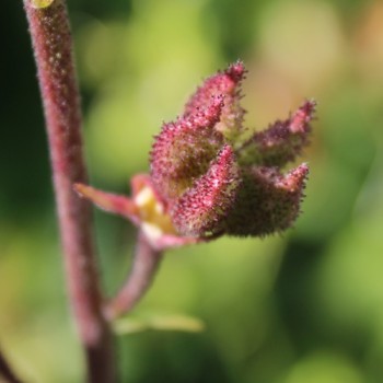 Diptam rosa (Samen)