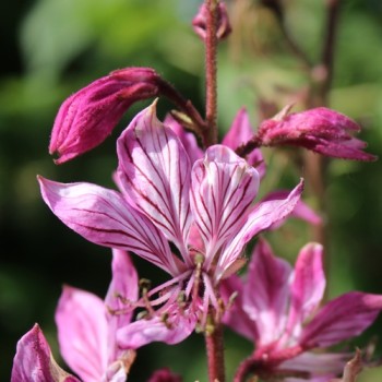 Diptam rosa (Samen)