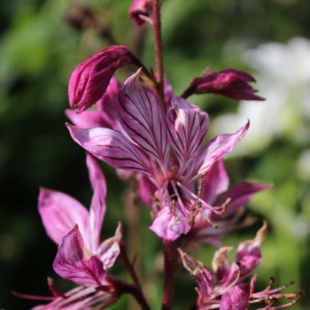 Diptam rosa (Samen)