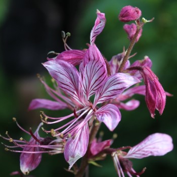 Diptam rosa (Samen)