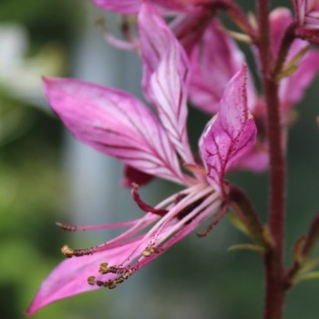 Diptam rosa (Samen)