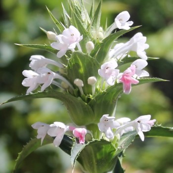 Duft-Elfendistel (Samen)