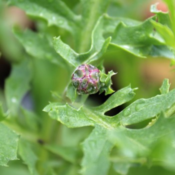 Flockenblume Purpurea Splendens (Samen)