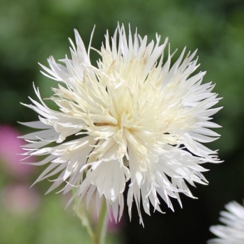 Flockenblume The Bride (Samen)