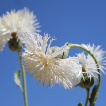 Flockenblume The Bride (Samen)