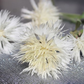 Flockenblume The Bride (Samen)