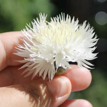 Flockenblume The Bride (Samen)