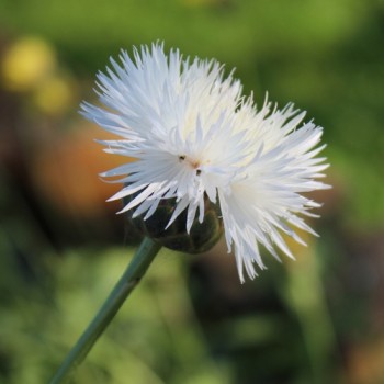 Flockenblume The Bride (Samen)