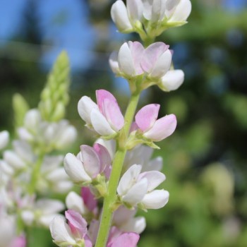 Duft-Lupine Pink Fairy (Samen)