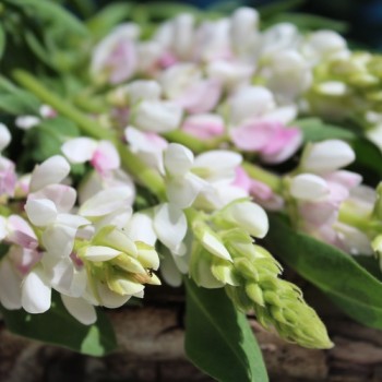 Duft-Lupine Pink Fairy (Samen)
