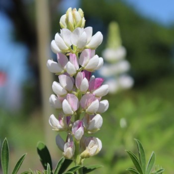 Duft-Lupine Pink Fairy (Samen)