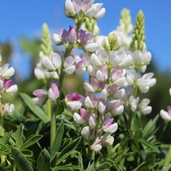 Duft-Lupine Pink Fairy (Samen)