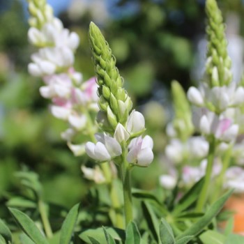 Duft-Lupine Pink Fairy (Samen)