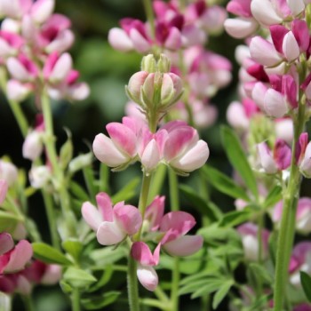Duft-Lupine Avalune Red-White (Samen)