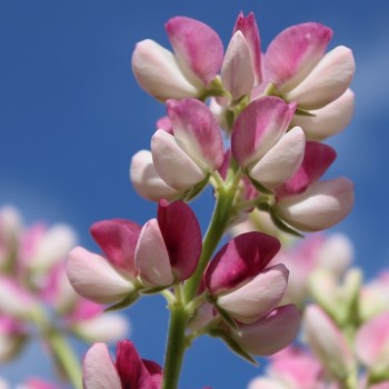 Duft-Lupine Avalune Red-White (Samen)
