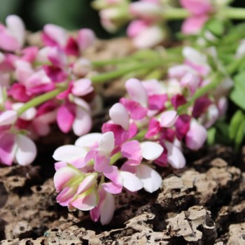 Duft-Lupine Avalune Red-White (Samen)
