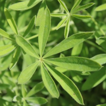 Duft-Lupine Avalune Red-White (Samen)