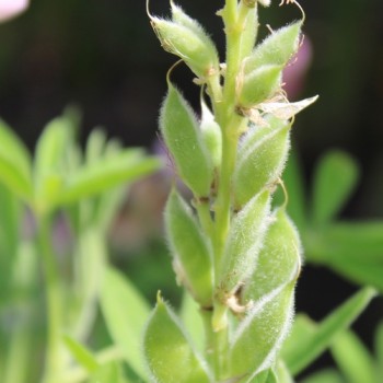 Duft-Lupine Avalune Red-White (Samen)