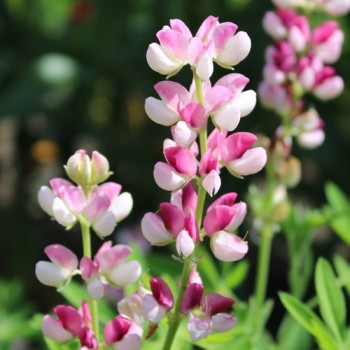 Duft-Lupine Avalune Red-White (Samen)