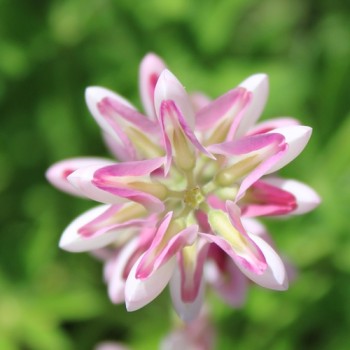 Duft-Lupine Avalune Red-White (Samen)