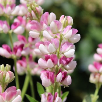 Duft-Lupine Avalune Red-White (Samen)
