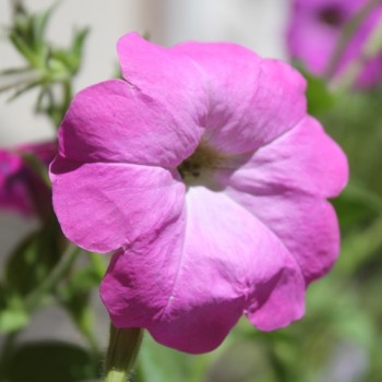 Duft-Petunie Balcony Mix (Samen)